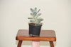 Moonstone Indoor Plant