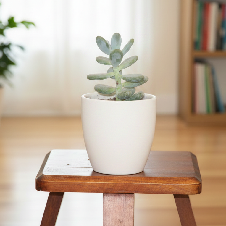 Moonstone Indoor Plant