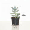 Bulb Succulent Indoor Plant
