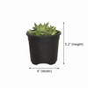 Haworthia Succulent Live Plant – Indoor & Desk Plant