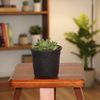 Haworthia Succulent Live Plant – Indoor & Desk Plant