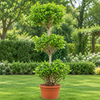 FDF Panda Three-Layer Live Plant Sapling
