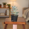 Bulb Succulent Indoor Plant