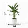 Peace Lilly Indoor Plant