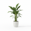 Peace Lilly Indoor Plant