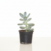 Bulb Succulent Indoor Plant