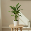 Peace Lilly Indoor Plant