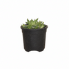 Haworthia Succulent Live Plant – Indoor & Desk Plant
