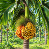 Areca Palm Live Plant Sapling