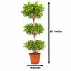 FDF Panda Three-Layer Live Plant Sapling