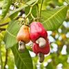 China Badam Live Plant Sapling