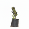 Green ZZ Plant PolyBag