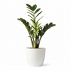 Green ZZ Plant PolyBag