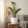 Green ZZ Plant PolyBag