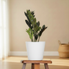 Black & Green Mix ZZ Plant