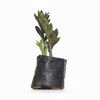 Black & Green Mix ZZ Plant