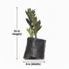 Black & Green Mix ZZ Plant