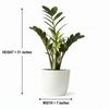 Green ZZ Plant PolyBag