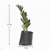 Green ZZ Plant PolyBag