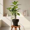 Hydrangea Indoor Plant