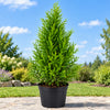 Variegated African Juniper Live Plant Sapling