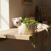 Bear Clay Pots