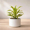 Song of India Live Plant Sapling