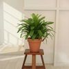 Matchstick Bromeliad Polybag