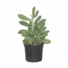 Spindle Succulent Indoor Plant
