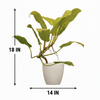 Phllodendron Indoor Plant