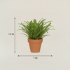 Matchstick Bromeliad Polybag
