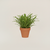 Matchstick Bromeliad Polybag