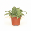 Silver Squill Indoor Plant