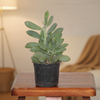 Spindle Succulent Indoor Plant