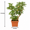 Schefflera Live Plant Sapling