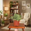 Silver Squill Indoor Plant