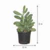 Spindle Succulent Indoor Plant