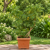 Schefflera Live Plant Sapling