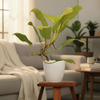 Phllodendron Indoor Plant