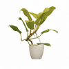 Phllodendron Indoor Plant