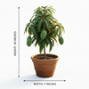 Katimon Live Plant Sapling