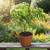 Katimon Live Plant Sapling