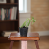 Succulent Indoor Plants
