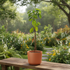 Vietnam Super Early Jackfruit Live Plant Sapling