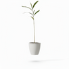 Yalakki Plant