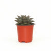 Echeveria Dionysos Succulent Indoor Plant