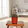 Echeveria Dionysos Succulent Indoor Plant