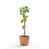 Vietnam Super Early Jackfruit Live Plant Sapling