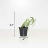 Succulent Indoor Plants