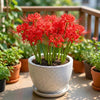 Spider Lily Live Plant Sapling